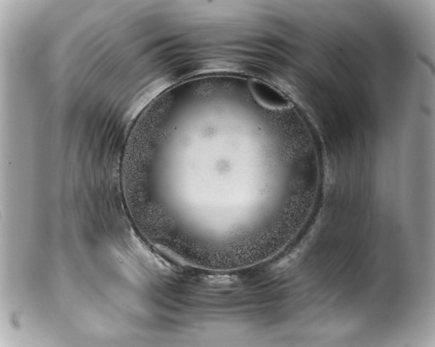 X0000100231137200805301407