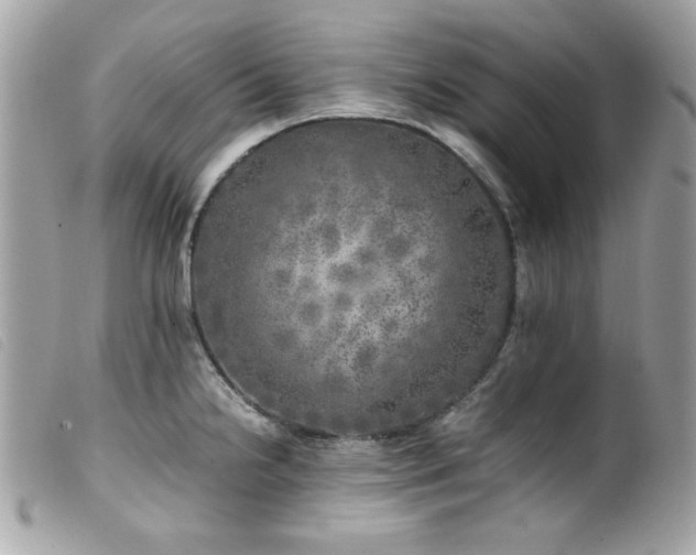 X0000100231238200805301405