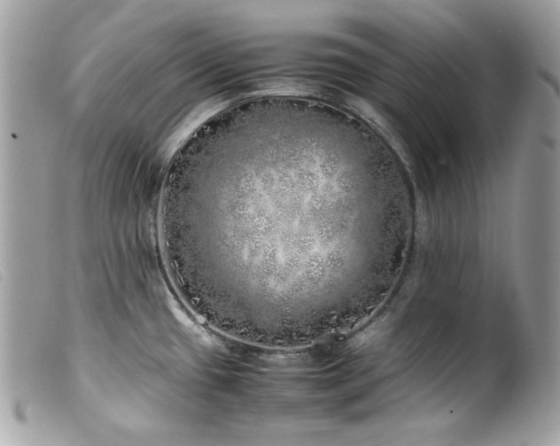 X0000100231433200805301403