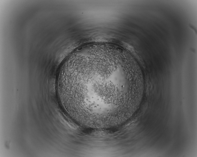 X0000100230299200806061416