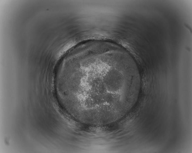 X0000100230679200806061410