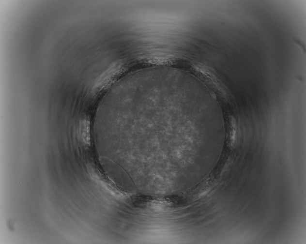 X0000100230696200806061409