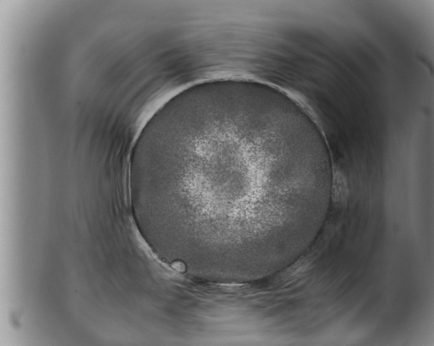 X0000100231295200806061400