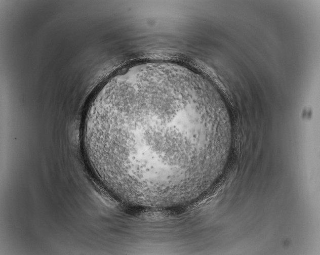 X0000100230299200806131342