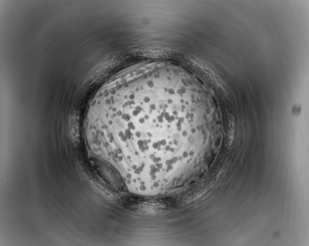 X0000100230696200806131336