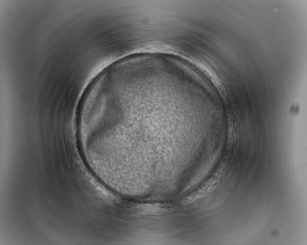 X0000100230990200806131332