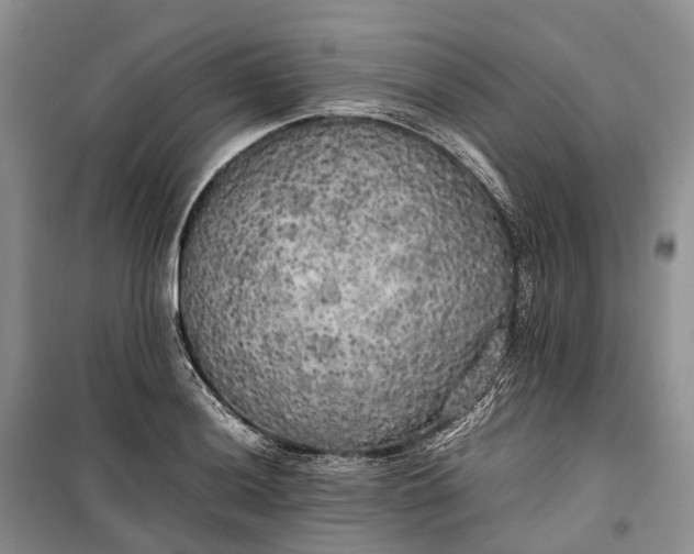 X0000100231036200806131332