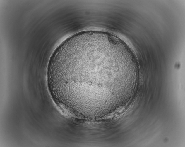 X0000100231237200806131329