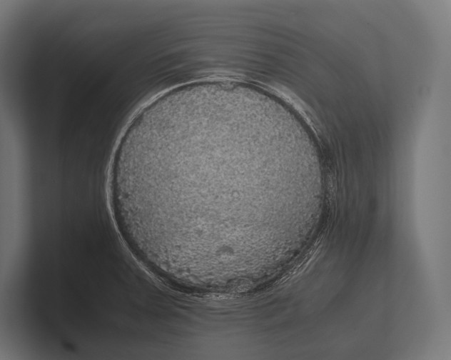 X0000100231379200806201435