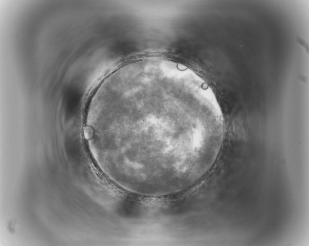 X0000100230293200806271756