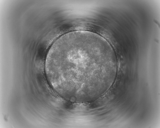 X0000100230297200806271756