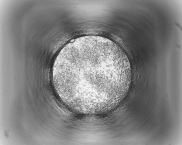 X0000100230299200806271756