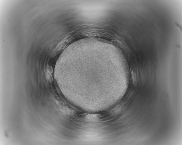 X0000100230332200806271756