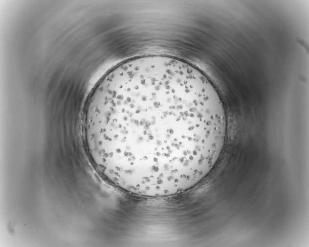 X0000100231094200806271744