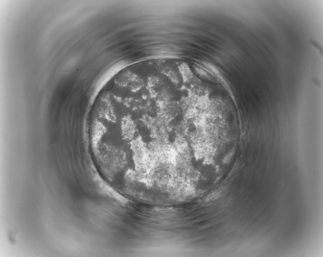 X0000100231243200806271742