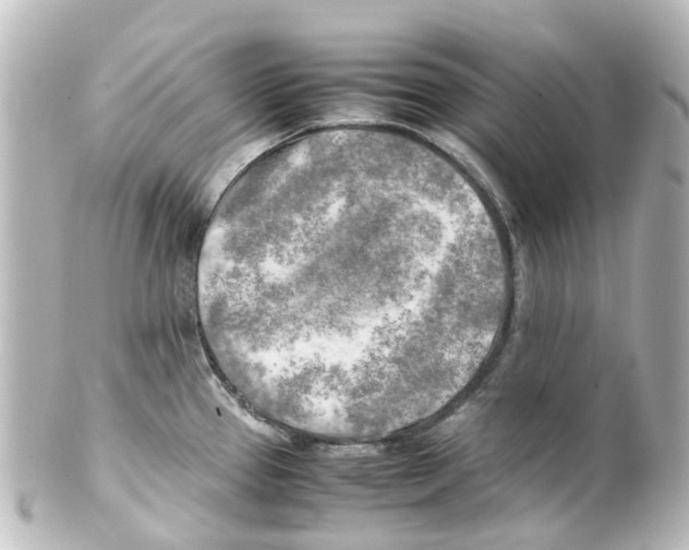 X0000100231337200806271741