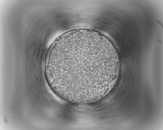 X0000100231383200806271740