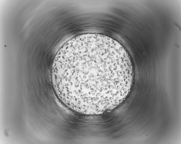 X0000100231433200806271740