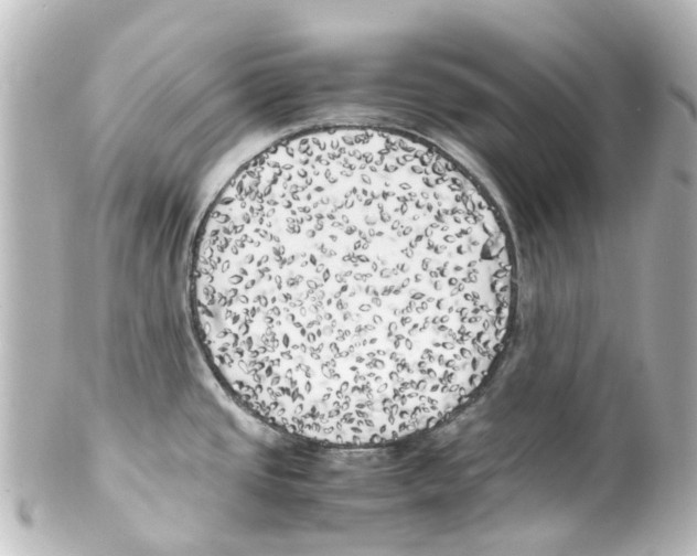 X0000100231437200806271740