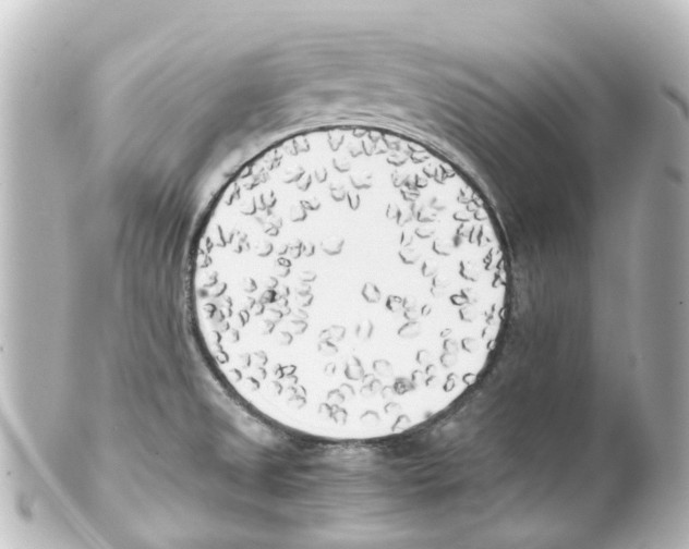 X0000100231525200806271738