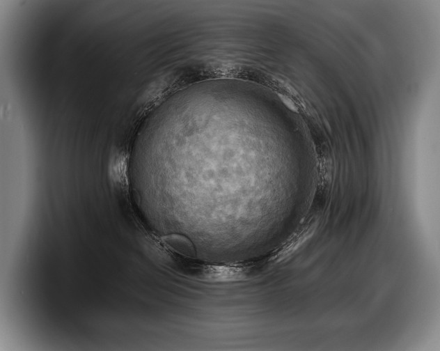 X0000100310286200806051502