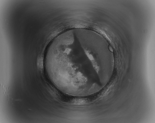 X0000100310299200806051502
