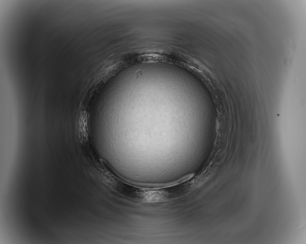 X0000100310336200806051501