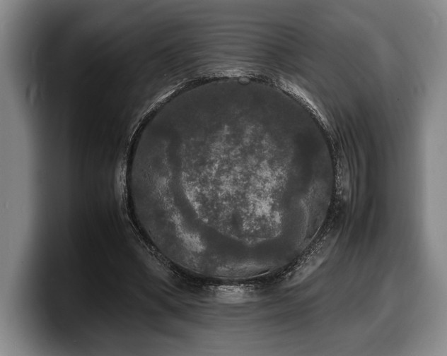 X0000100310394200806051500
