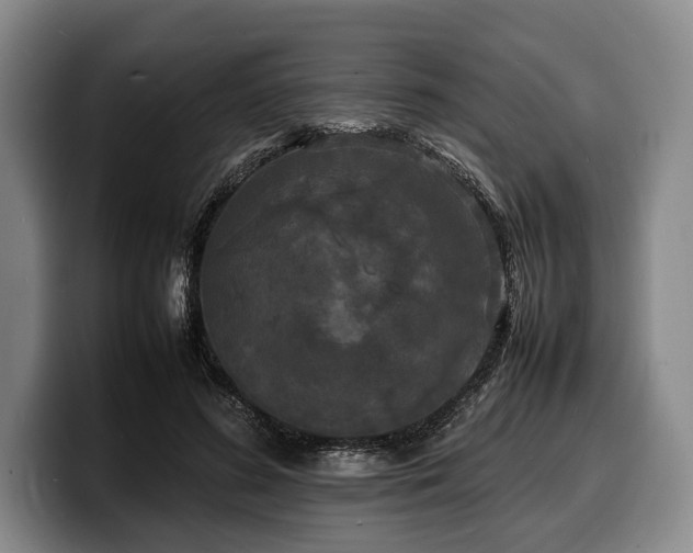 X0000100310596200806051457