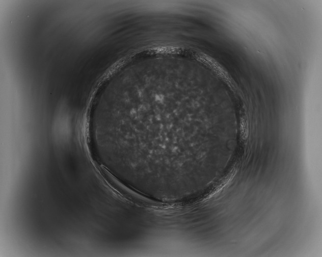 X0000100310725200806051455