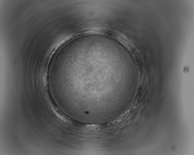 X0000100310050200806121050