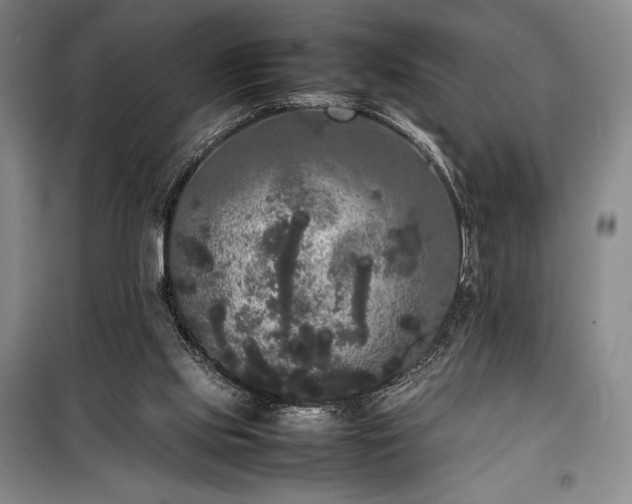 X0000100310061200806121050