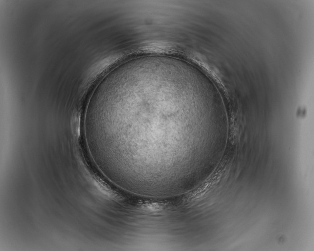 X0000100310062200806121050