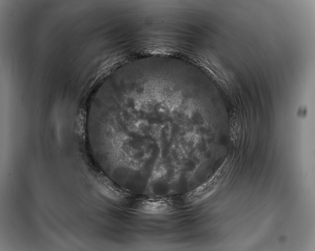 X0000100310175200806121049