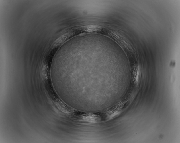 X0000100310316200806121046