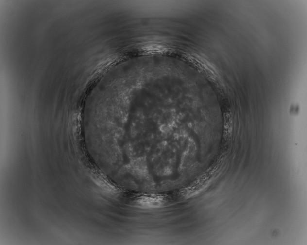 X0000100310369200806121046