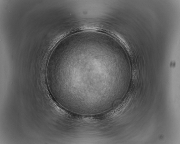 X0000100310385200806121045
