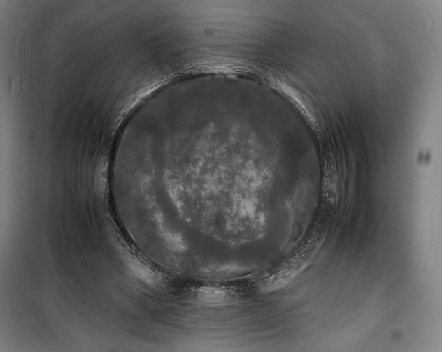 X0000100310394200806121045