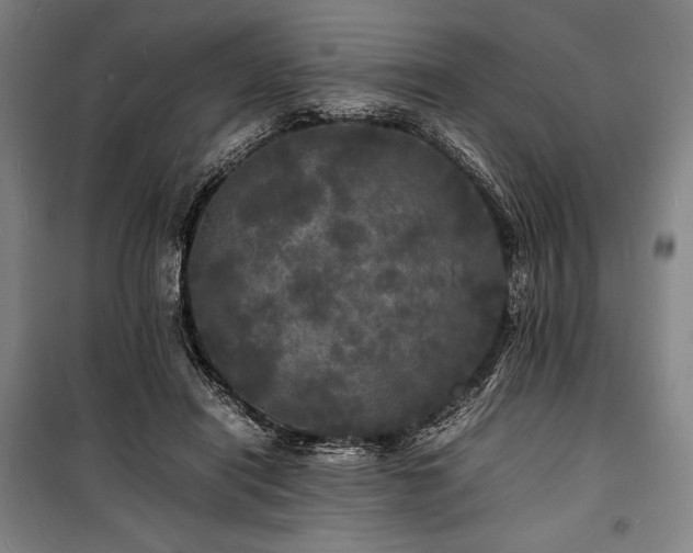 X0000100310454200806121044