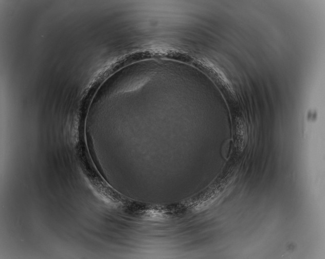 X0000100310496200806121044