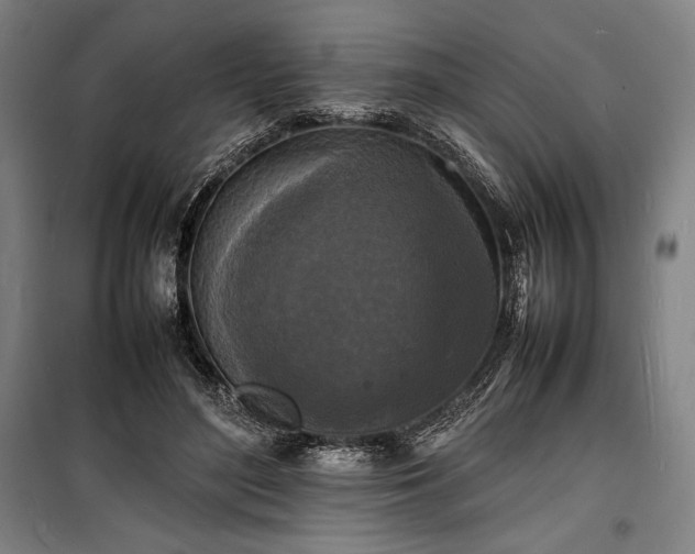 X0000100310500200806121044
