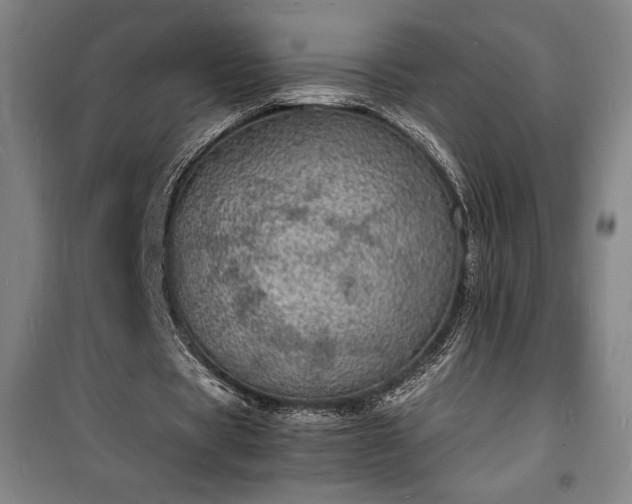 X0000100310529200806121043