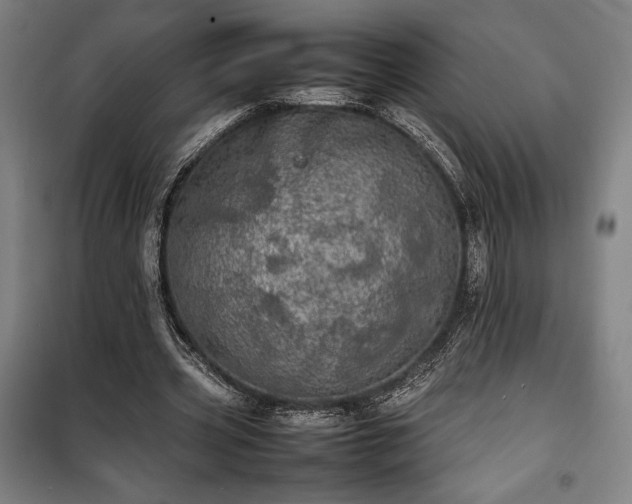 X0000100310533200806121043