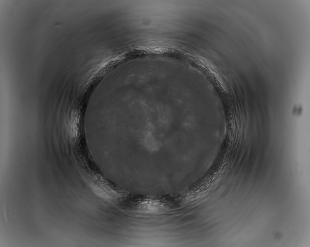X0000100310596200806121042