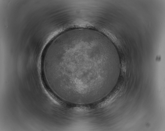 X0000100310630200806121041
