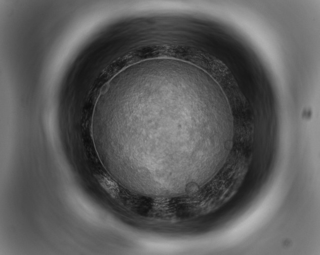 X0000100310766200806121040
