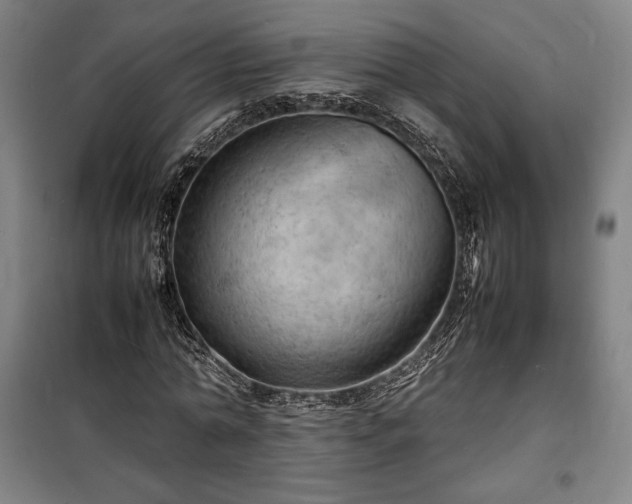 X0000100310774200806121039