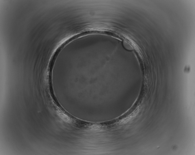 X0000100310779200806121039