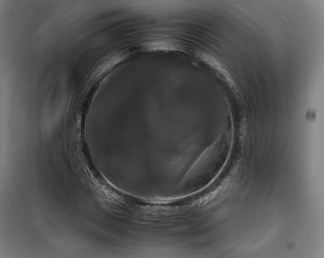 X0000100310825200806121038