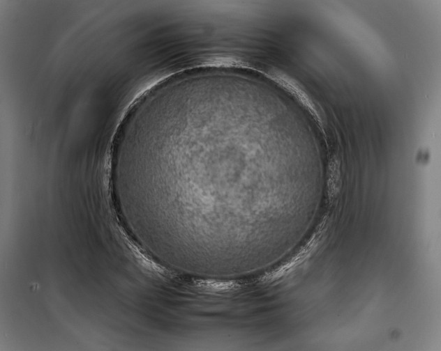 X0000100310831200806121038